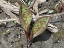Trout Lily