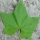 View by Leaf