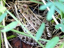 Leopard Frog