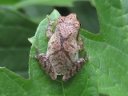 More Spring Peeper Tree Frogs