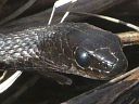 Melanistic Garter Snake