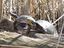 More Blanding's Turtles