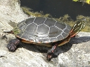 Turtles