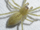 Yellow Sac Spider