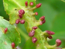 Eriophyes cerasicrumena