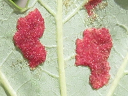 Eriophyidae Gall Mite