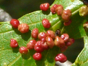 More Maple Bladdergall Mites