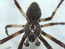 More Gray Cross Orbweaver Spiders