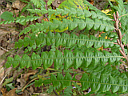 More Sweet-fern
