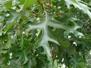 More Black Oak