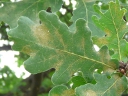 More English Oak