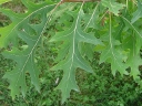More Pin Oak