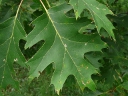 More Red Oak