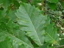 More Swamp White Oak