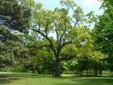 Beech Family