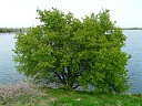 Buckthorn Family
