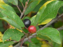 More Glossy Buckthorn