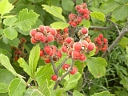 Fragrant Sumac