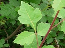 More Fragrant Sumac