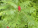 Staghorn Sumac