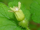 More Prickly Gooseberry