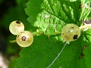 More Red Currant