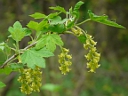 Currant Family