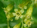 More Wild Black Currant