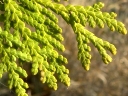 Scale-like Leaves