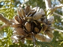 Eastern White Cedar