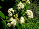 More Alternate-leaf Dogwood