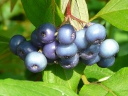 More Silky Dogwood