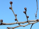 Siberian Elm