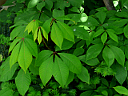 Bottlebrush Buckeye