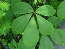 Compound Leaves