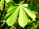 Compound Leaves
