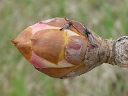 Ohio Buckeye