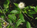 Buttonbush