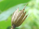 Tulip-tree