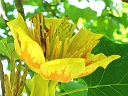 Tulip-tree
