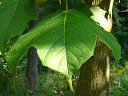 More Black Maple