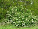 Moschatel Family