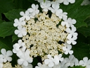 More Highbush Cranberry