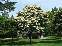 Japanese Tree Lilac