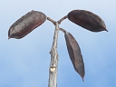 More Kentucky Coffeetree