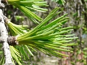 Needle-like Leaves