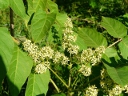 More Tree of Heaven