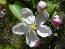 More Common Apple