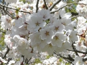 More Yoshino Cherry