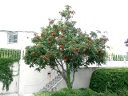 Mountain Ash